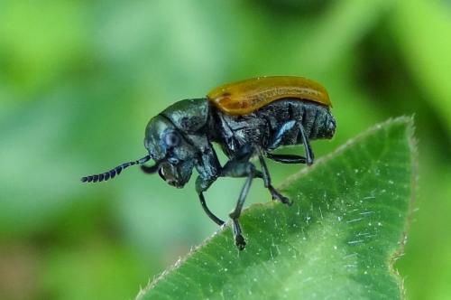 Réf. 205 740 : Labidostomis longimana
